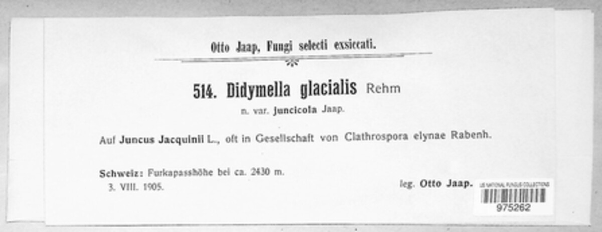 Didymella glacialis image